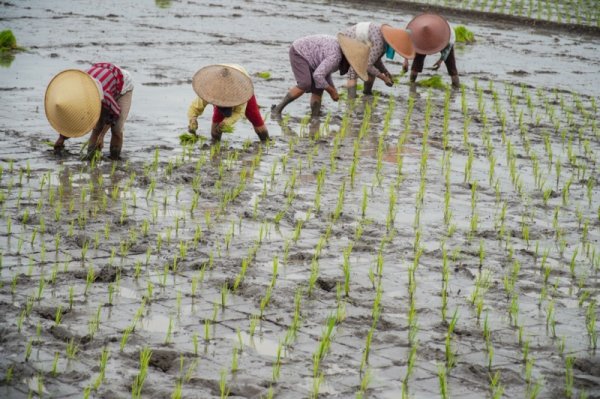 Penyuluh Pertanian Berperan Penting dalam Mewujudkan Swasembada Pangan