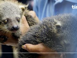 Menjelajahi Keunikan Binturong, Makhluk Langka dari Tanah Air Indonesia