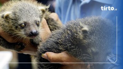 Menjelajahi Keunikan Binturong, Makhluk Langka dari Tanah Air Indonesia