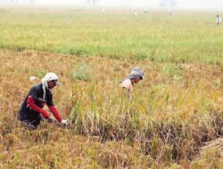 Bulog Diharapkan Menyerap Gabah Petani di Puncak Panen 2025