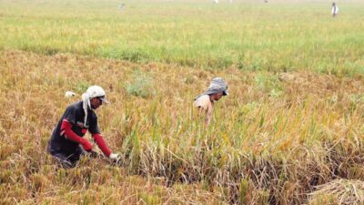 Harga Gabah Turun Drastis, Swasembada Pangan di Ambang Kegagalan: Ekonomi Okezone