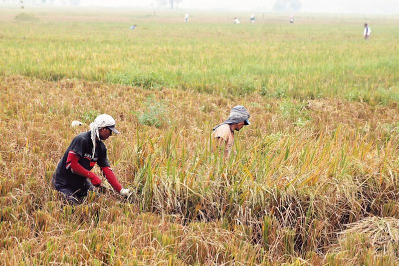 Harga Gabah Turun Drastis, Swasembada Pangan di Ambang Kegagalan: Ekonomi Okezone