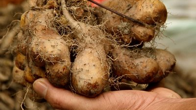 Mengenal Gembili, Umbi Lokal Penyokong Ketahanan Pangan yang Bisa Membuat Anda Lupakan Nasi