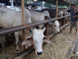 PMK Sapi Ditemukan, Stok Daging Aman di Ramadhan 2025: Berita Ekonomi Okezone