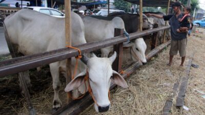 PMK Sapi Ditemukan, Stok Daging Aman di Ramadhan 2025: Berita Ekonomi Okezone