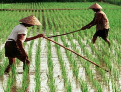 Petani Waspadai Harga Gabah Rp6.500, Ingat Jangan Dibeli Murah : Okezone Economy