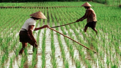 Petani Waspadai Harga Gabah Rp6.500, Ingat Jangan Dibeli Murah : Okezone Economy