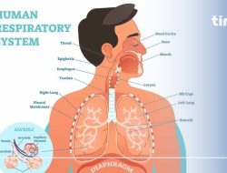 Perjalanan Gas di Paru-Paru Manusia: Mengenal Proses Pertukaran Oksigen dan Karbon Dioksida