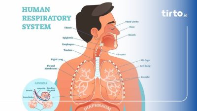 Perjalanan Gas di Paru-Paru Manusia: Mengenal Proses Pertukaran Oksigen dan Karbon Dioksida