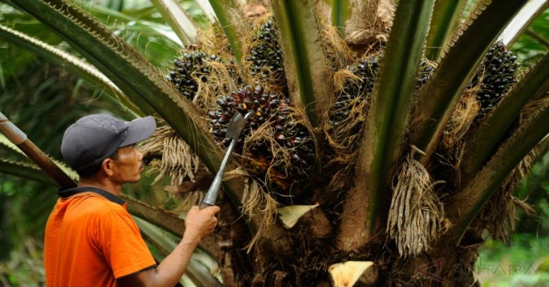 Raksasa Sawit Harus Berbagi Keuntungan dengan Petani Kecil: Okezone Economy